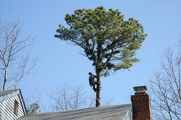 How Our Tree Care Process Works  in  Millville, NJ