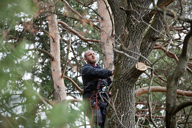 Professional Tree Removal Services in Millville, NJ